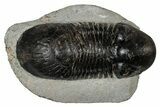Bargain Paralejurus Trilobite Fossils - 2 to 3" - Photo 3